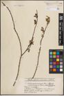 Foto von Salix caprea L. x Salix cinerea L.